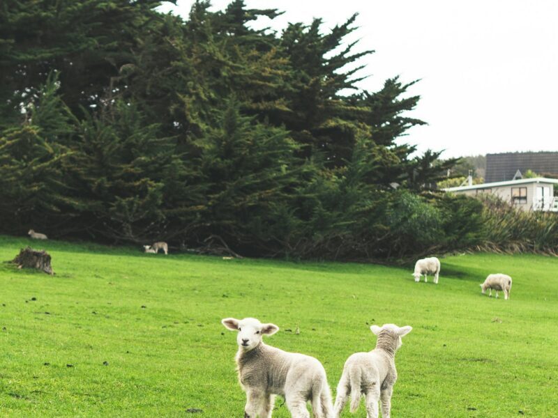 lifestyle block insurance